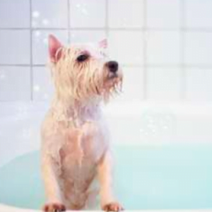 pet-odour-remover-wax-melt