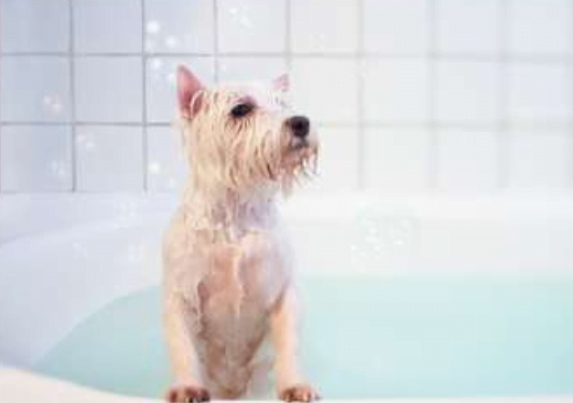 pet-odour pet-odour-remover-wax-melt