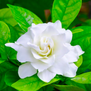 gardenia-wax-melt