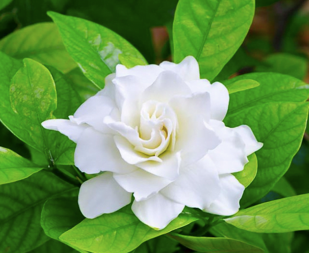 gardenia-dream-fragrance gardenia-wax-melt