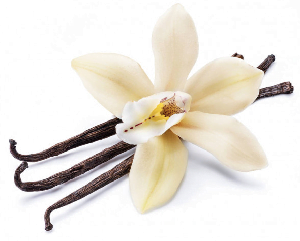 vanilla-scented-sizzlers vanilla-sizzlers
